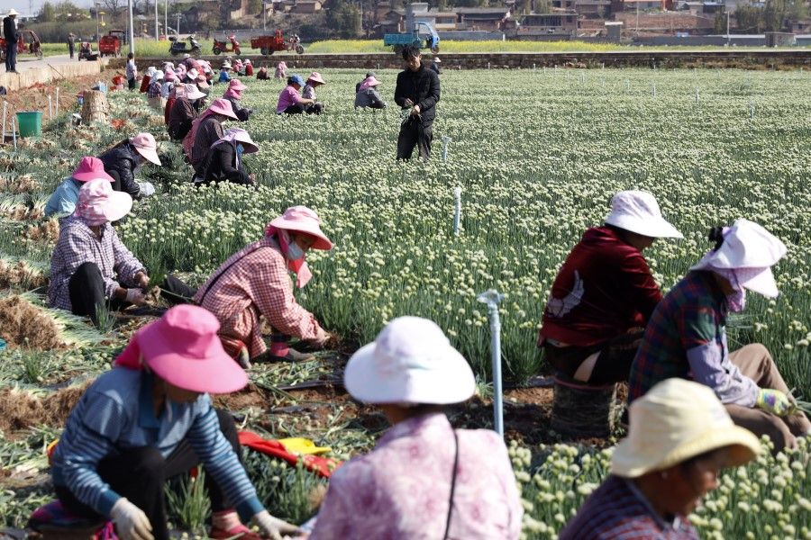 Farmers harvesting onions in Yunnan, 22 March 2022. (CNS)