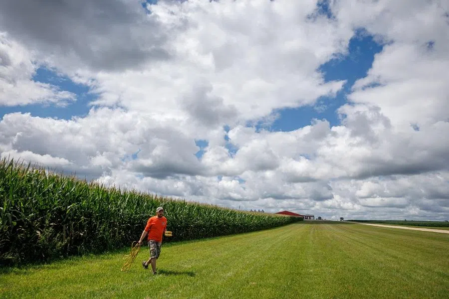 A farmer carries ears of corn out of a cornfield as he and other scouts take samples from farms across the Midwest during the Pro Farmer Crop Tour, the nation’s largest non-government crop survey, in Howard County, Iowa, US, 20 August 2025. (Evelyn Hockstein/Reuters)