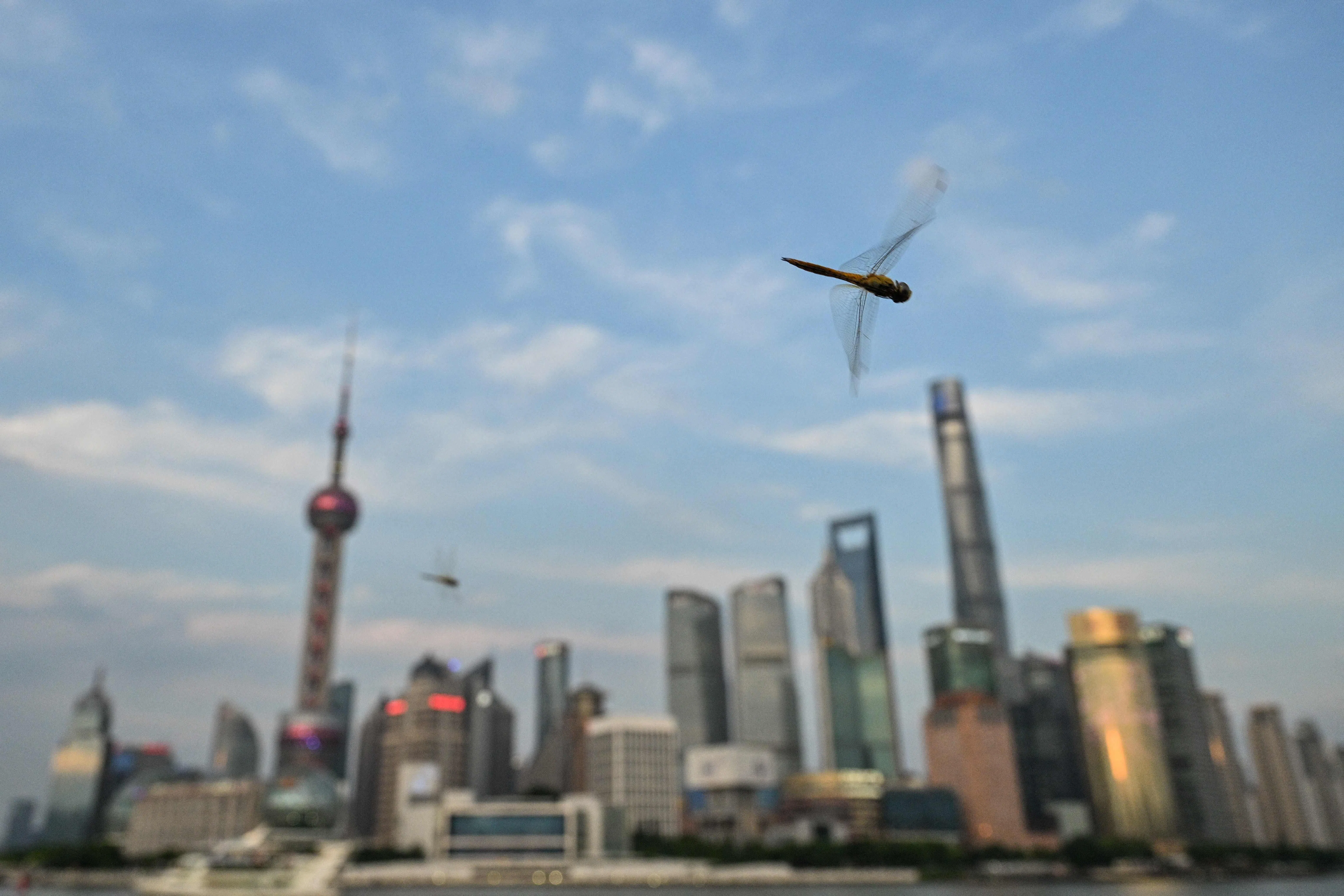 A dragonfly flies at Bund promenade along the Huangpu river in Shanghai on 17 July 2026.