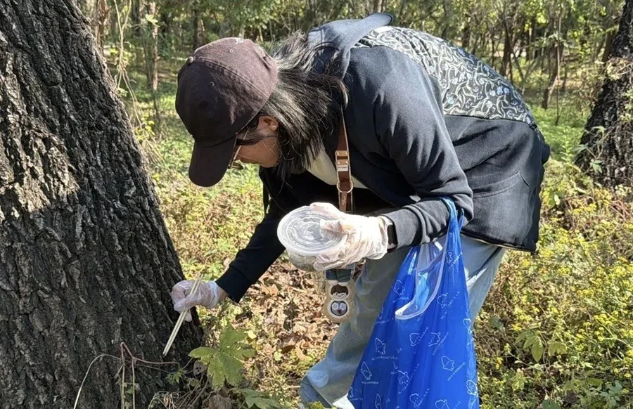 A participant catching invasive fall webworm at an event organised by the Beijing Wildlife Park.