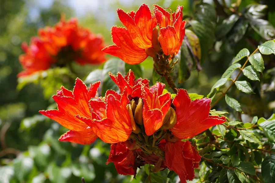 Fiery red African tulip flowers. (iStock)