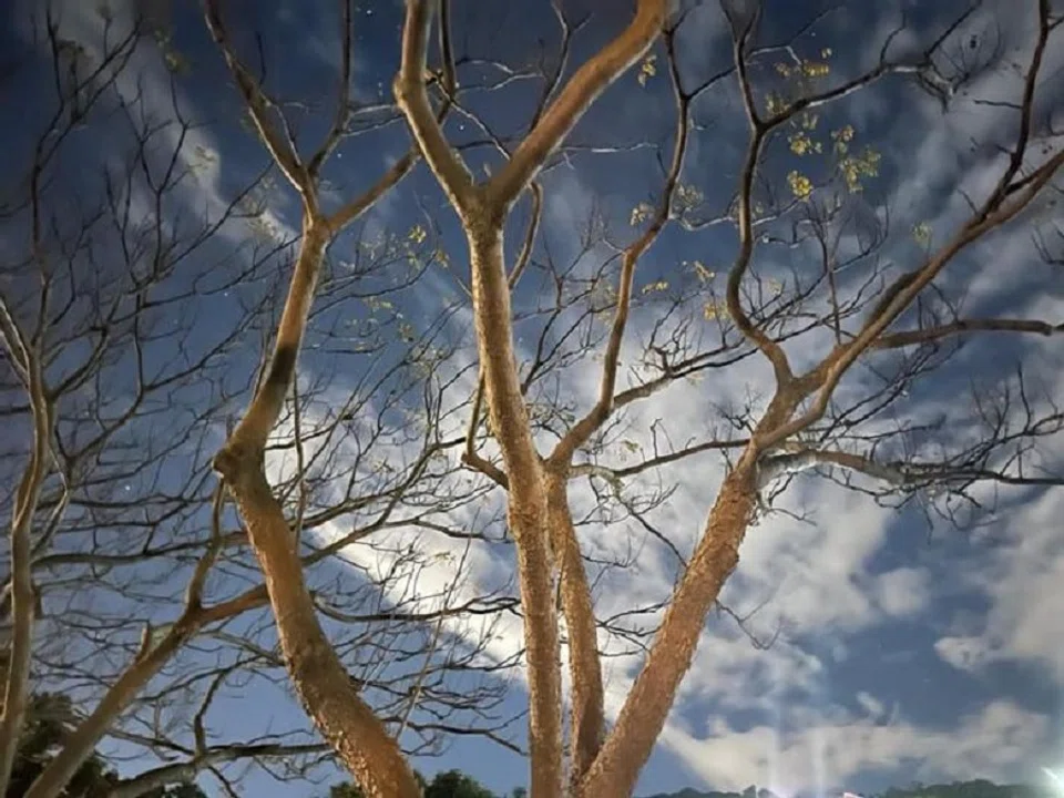 A bald winter tree along the river. (Facebook/蔣勳)