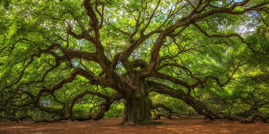A tree stretches out its branches and shelters those under it. (iStock)