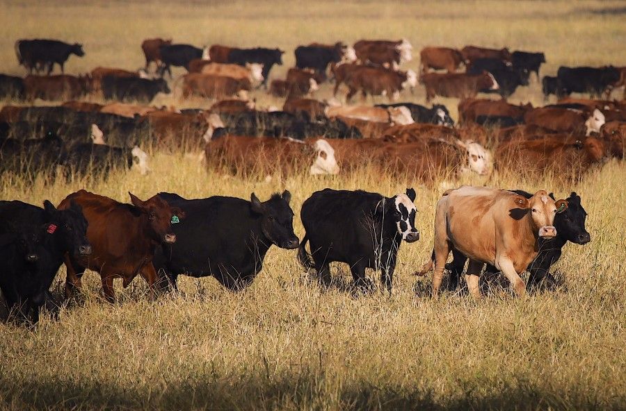 Cows walk through a field during a cattle drive at a farm in Gunnedah, New South Wales, Australia, on Thursday, May 28, 2020. A growing number of Australia's primary producers are mulling the potential for a further tightening of restrictions on Australia's agricultural exports by China. (David Gray/Bloomberg)