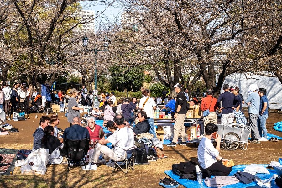 People gather under cherry blossoms at Hamacho Park for the “hanami” or flower viewing in Tokyo’s Chuo district on 31 March 2024. (Philip Fong/AFP)