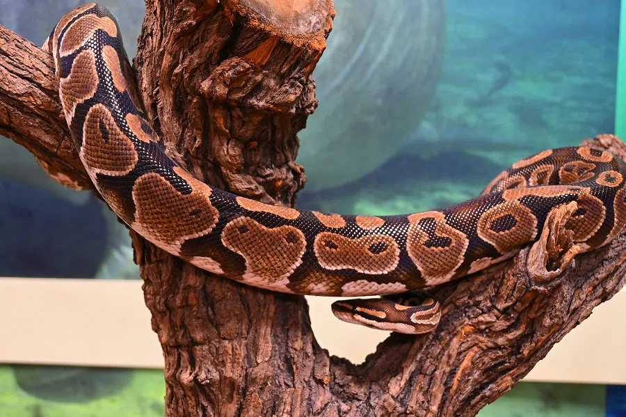 A python at the Mandai Zoo in Singapore. (Candice Chan)