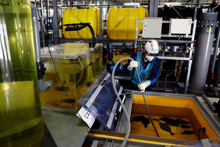 A Tokyo Electric Power Company (TEPCO) worker cleans a tank with flounders in Advanced Liquid Processing System (ALPS) treated water, at the marine organisms rearing tests facility in the disabled Fukushima Dai-ichi nuclear power plant in Okuma town, Fukushima prefecture, Japan, 8 March 2023. (Kim Kyung-Hoon/Reuters)