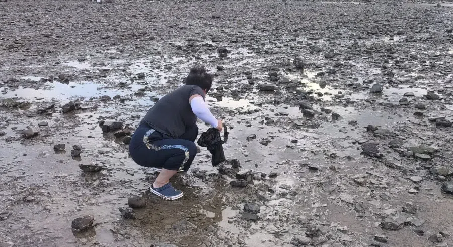 Local residents often visit the beach during low tide to gather clams and shells. This activity was also well loved by children.