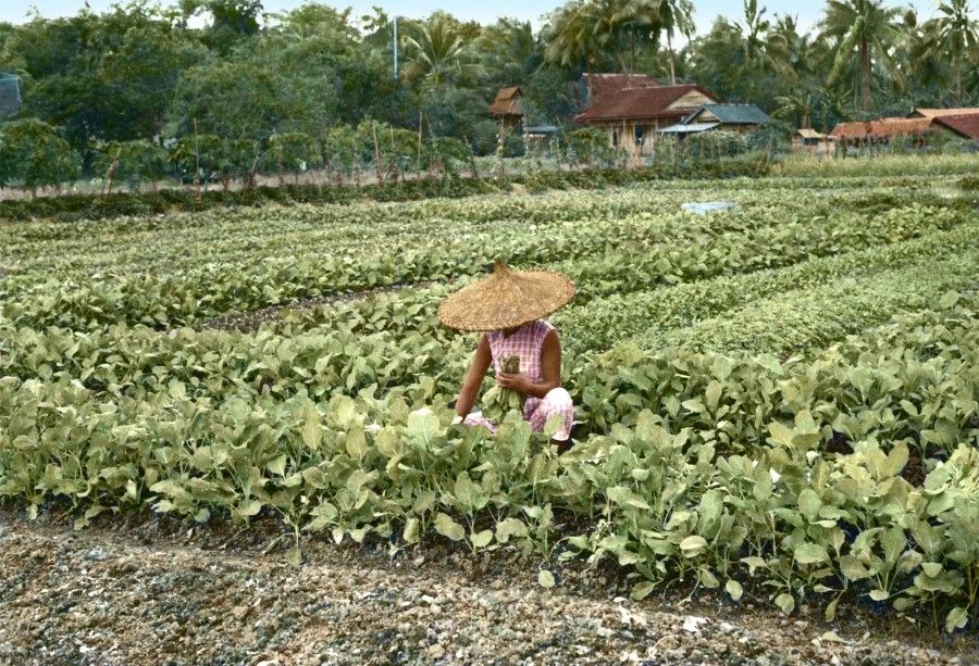 A woman gathering spinach at a farm in Singapore, 1960s. Spinach is one of the main vegetables for Singaporeans.