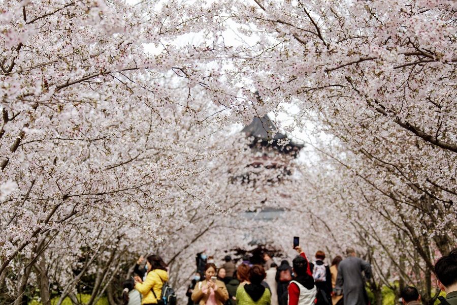 This photo taken on 20 March 2021 shows people viewing cherry blossoms in Nanjing, Jiangsu province, China. (STR/AFP)