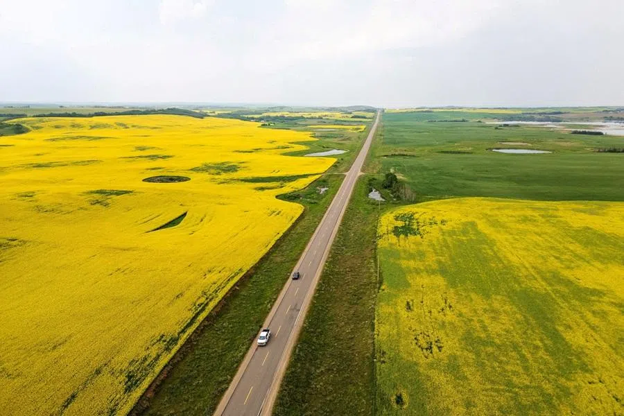 A drone view shows canola fields flowering near Blaine Lake, Saskatchewan, Canada, on 19 July 2025. (David Stobbe/Reuters)