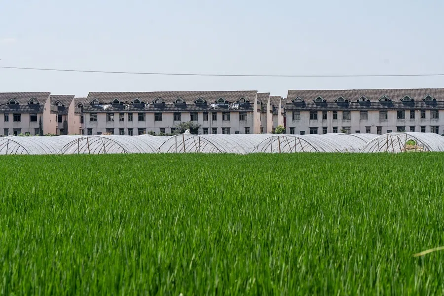 Grow tunnels in an agricultural field in Shiqiao village, Ningbo, Zhejiang province, China, on 2 August 2024.  (Qilai Shen/Bloomberg)