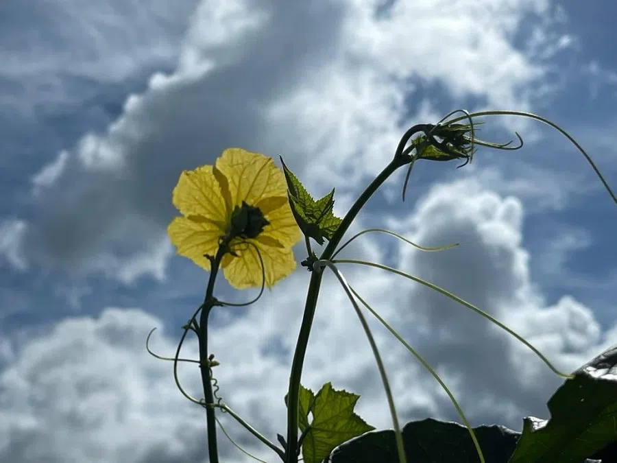 A loofah flower. (Facebook/蔣勳)