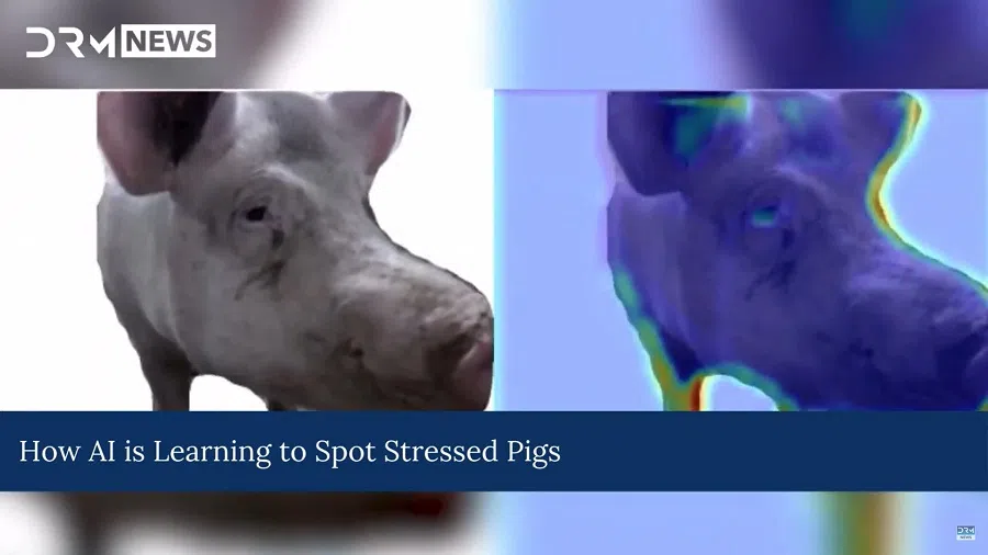 A screen grab from a video featuring Intellipig. (Internet)