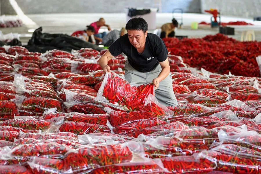 Workers sort chilli peppers for delivery at a chilli purchase centre in southwestern China’s Chongqing municipality on 4 August 2024. (AFP)