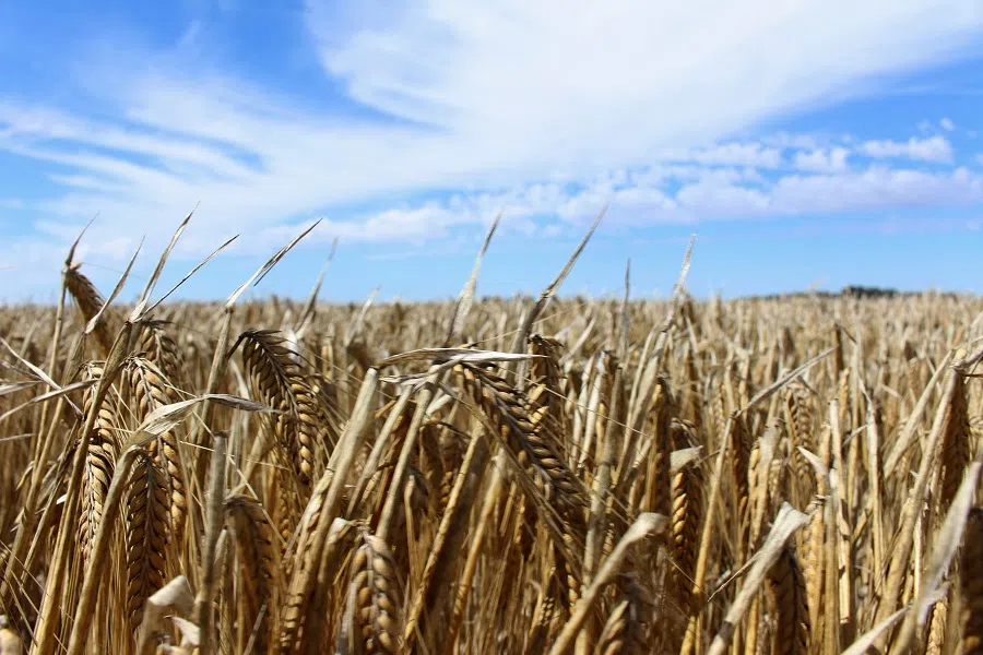The crop is seen in a barley field at a farm near Moree, an inland town in New South Wales, Australia, 27 October 2020. (Jonathan Barrett/Reuters)