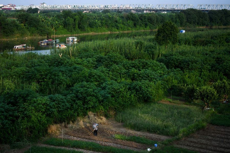 Vietnam also sells its agricultural products to China. The photo shows a Vietnamese woman working on a farm by the banks of Red River in Hanoi on September 3, 2019. (Manan Vatsyayana/AFP)