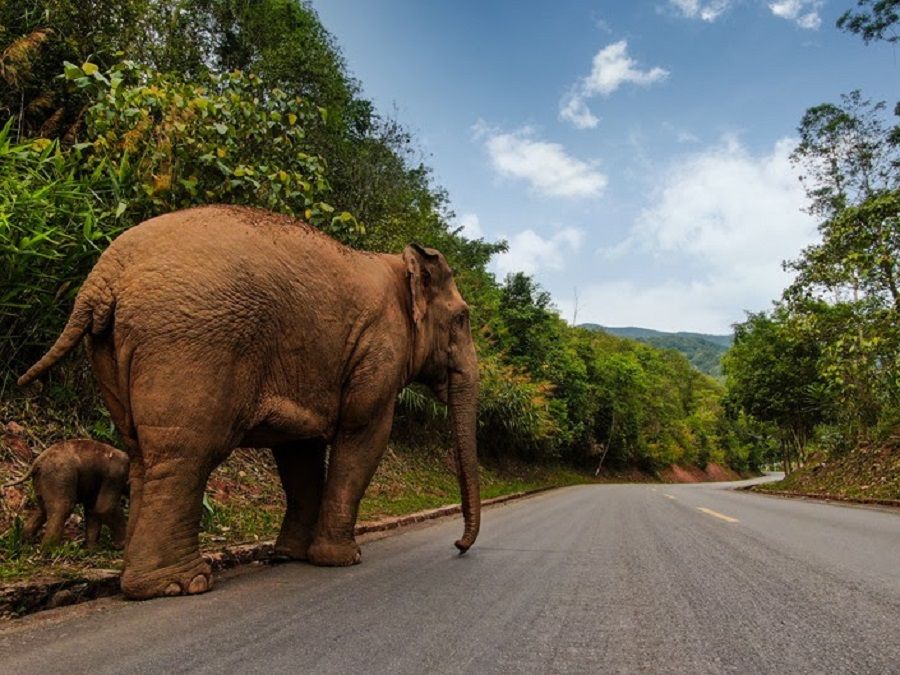 Two Asian elephants walk along a road in Jiangcheng county, Pu'er, Yunnan province, China. (Zheng Xuan/State-Owned Asian Elephant Research Center)