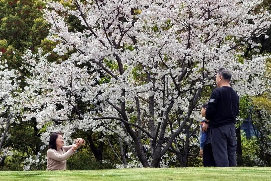 A family takes pictures in front of cherry blossom trees, in Shanghai, China, on 4 April 2026. (Tang Yanjun/CNS)