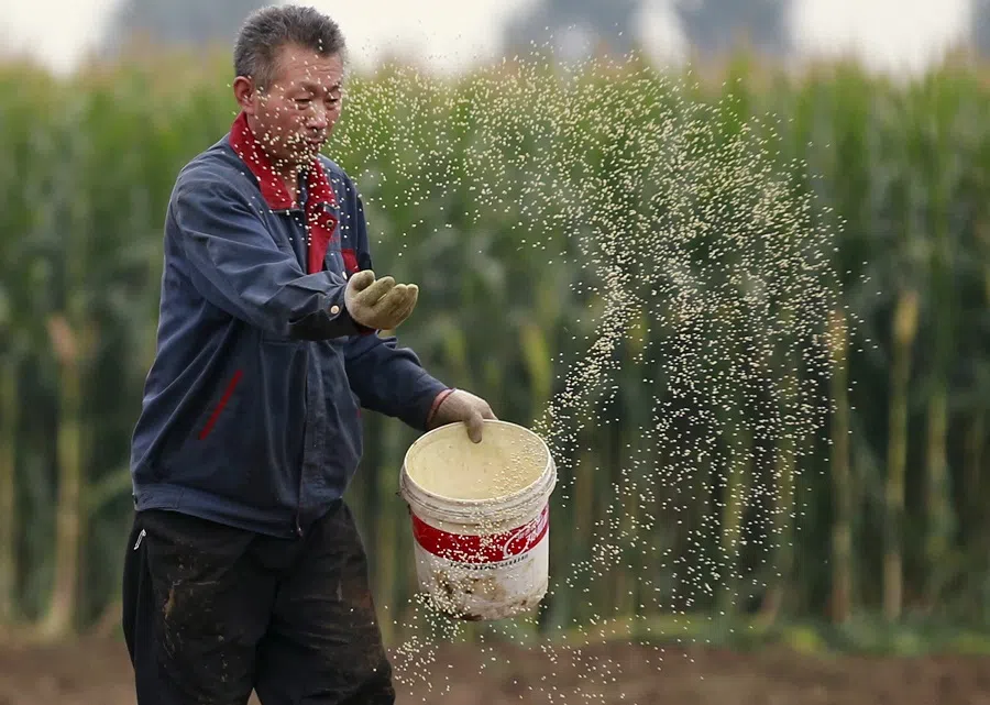 A farmer plants seeds in a corn field at a farm in Gaocheng, Hebei province, China, 30 September 2015. (Kim Kyung-Hoon/File Photo/Reuters)