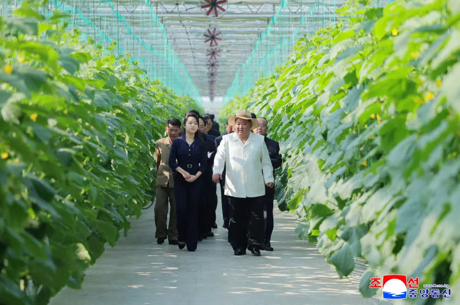 North Korean leader Kim Jong Un and his daughter Kim Ju Ae tour the Sinuiju Combined Greenhouse Farm in Sinuiju, North Korea, on 31 May 2026, in this picture released by North Korea’s official Korean Central News Agency. (KCNA via Reuters)