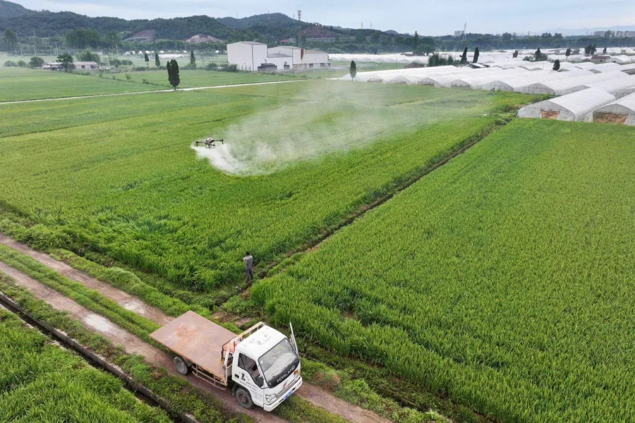 A farmer uses a drone to spray pesticides and fertilisers on a rice crop in Jinhua, Zhejiang province, China, on 20 June 2025. (AFP)
