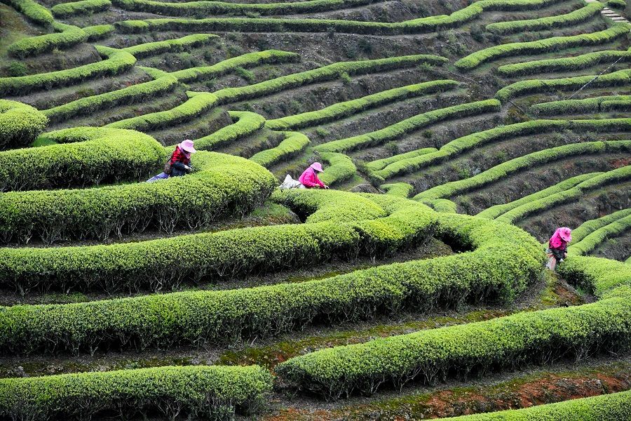Tea farmers pluck tea leaves at a tea plantation in Changlong town, Lianjiang county, Fujian province, China, 28 March 2023. (CNS)