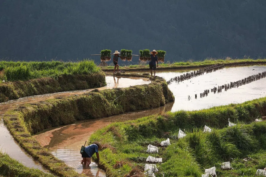Farmers work in a rice paddy field at a village in Congjiang county, Qiandongnan Miao and Dong Autonomous Prefecture, Guizhou province, China, on 20 May 2025. (AFP)