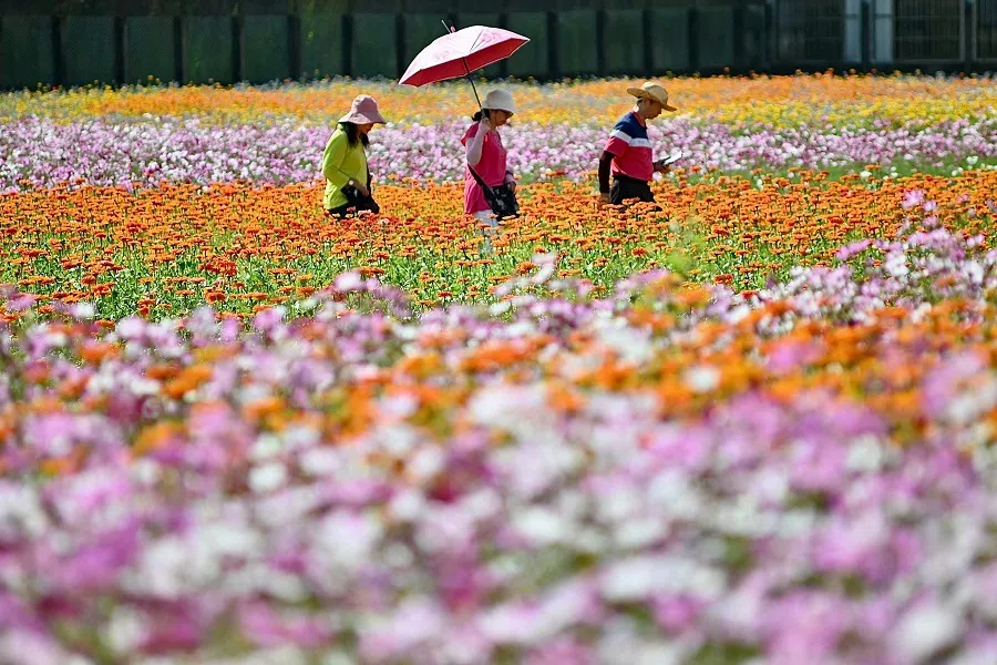 Visitors walk among flowers field during a flower festival in Taoyuan on 10 November 2023. (Sam Yeh/AFP)