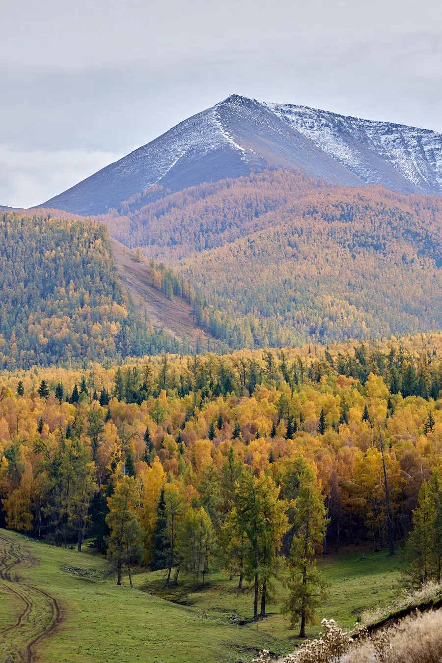 The grassland underfoot, the forests stretching to the mountains before you, and the snowy peaks in the distance — these are northern Xinjiang’s quintessential autumn scenes. 