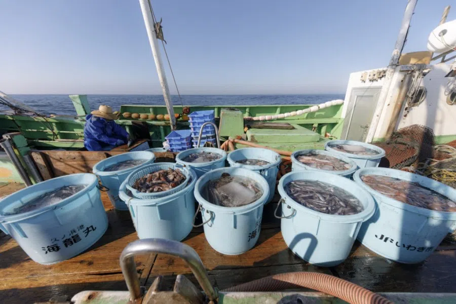 The daily catch brought in by the fishermen of Fukushima. (Courtesy of Fukushima residents)