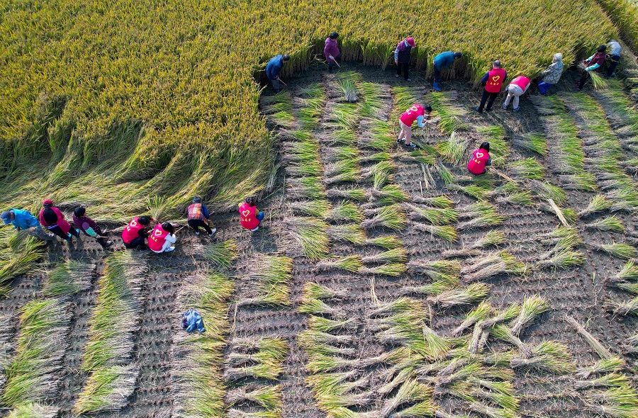 This aerial photo taken on 1 November 2021 shows volunteers helping farmers harvest rice in Huzhuang, Jiangsu province, China. (AFP)
