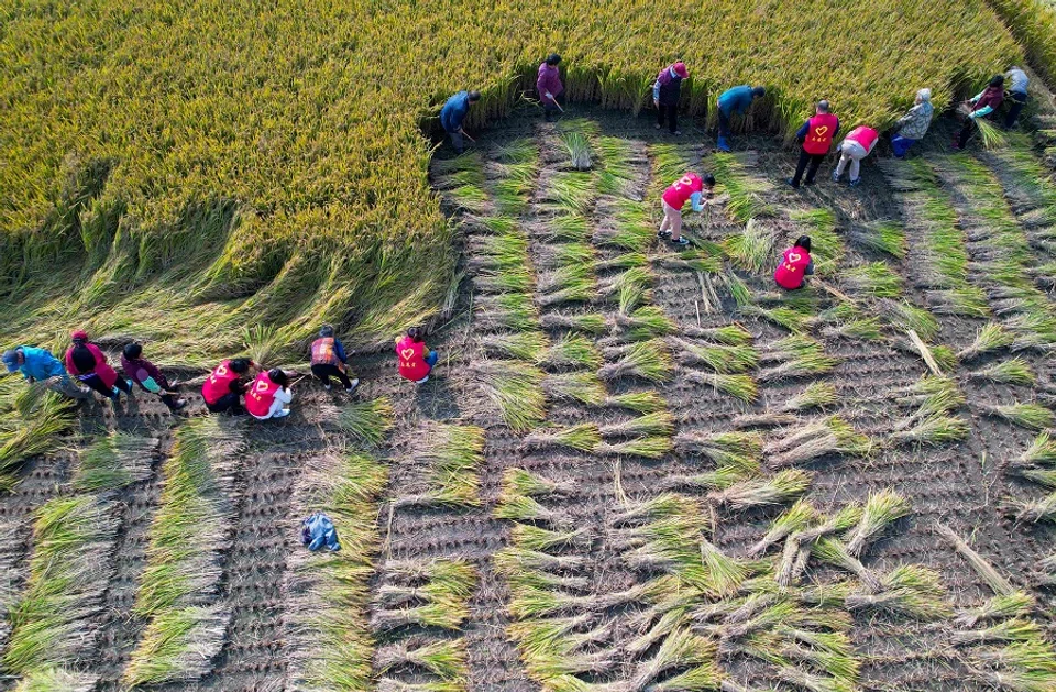 This aerial photo taken on 1 November 2021 shows volunteers helping farmers harvest rice in Huzhuang, Jiangsu province, China. (AFP)