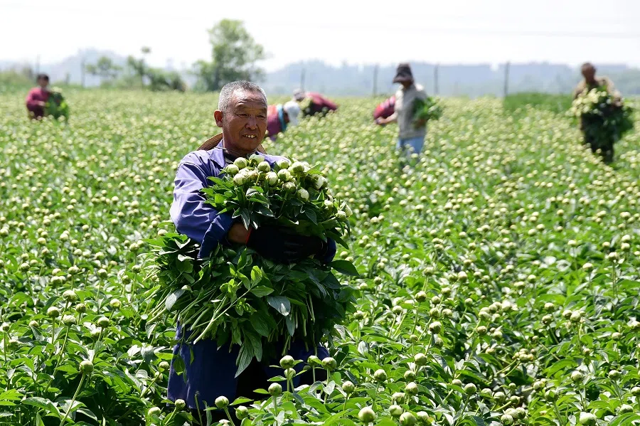 A worker picks fresh-cut flowers at a flower field in Handan, Hebei province, China, on 16 May 2023. (AFP)