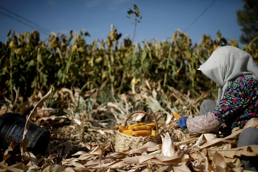A farmer harvests corn in a field on the outskirts of Jiayuguan, Gansu province, China, 28 September 2020. (Carlos Garcia Rawlins/File Photo/Reuters)
