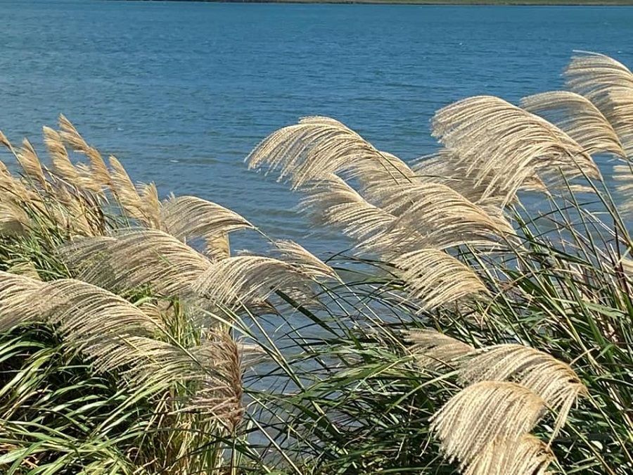 Wispy stalks of silvergrass by the riverbank. (Facebook/蔣勳)