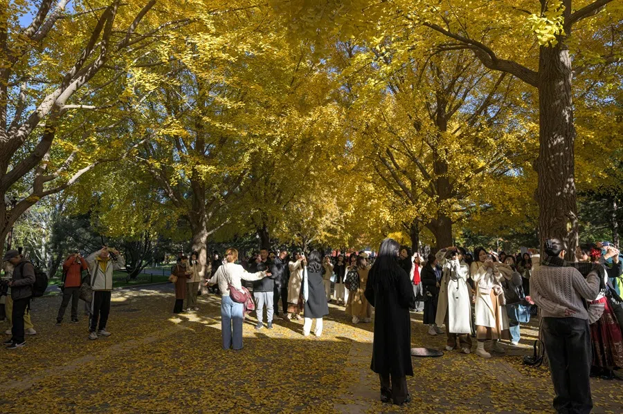People watch golden ginkgo leaves as they visit the Zhongshan Park in Beijing on 9 November 2025. (Adek Berry/AFP)