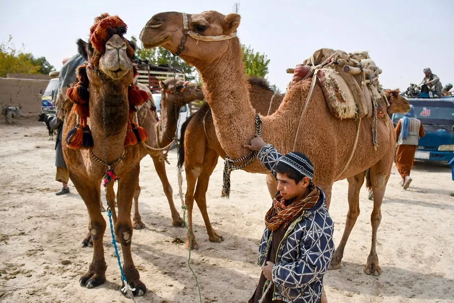 An Afghan boy stands with his camels at Chahar Bolak district in Balkh province on 22 October 2024. (Atif Aryan/AFP)