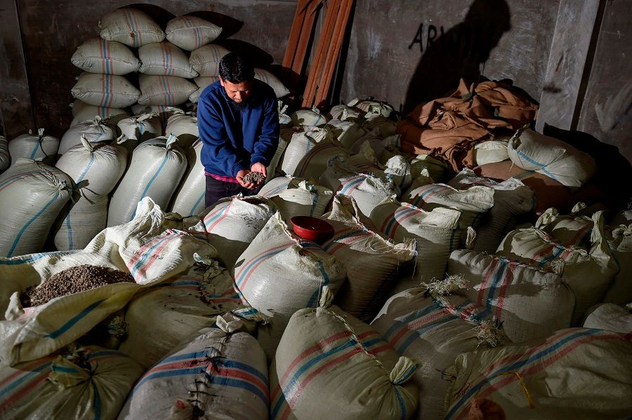 This photo taken on 26 November 2020 show a man checking Gayo arabica coffee beans during a harvest time at a warehouse at highland in Bener Meriah, Aceh province, Indonesia. (Chaideer Mahyddin/AFP)