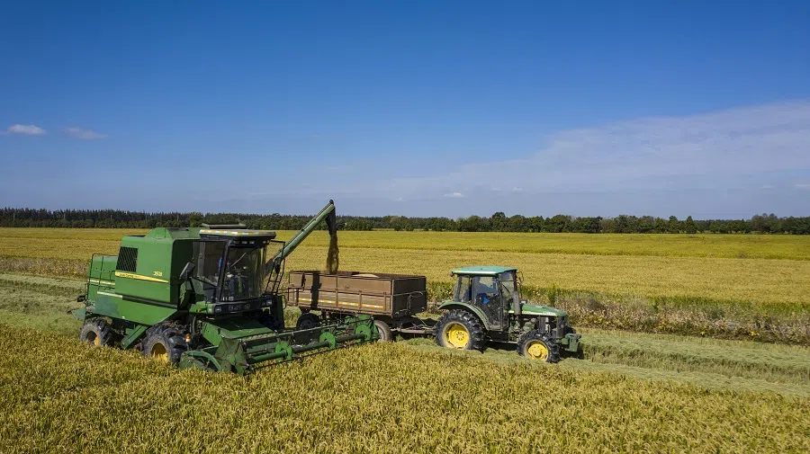Harvested rice is deposited in a grain hauler tractor at a field on Chongming Island in Shanghai, China, on 13 October 2020. (Qilai Shen/Bloomberg)