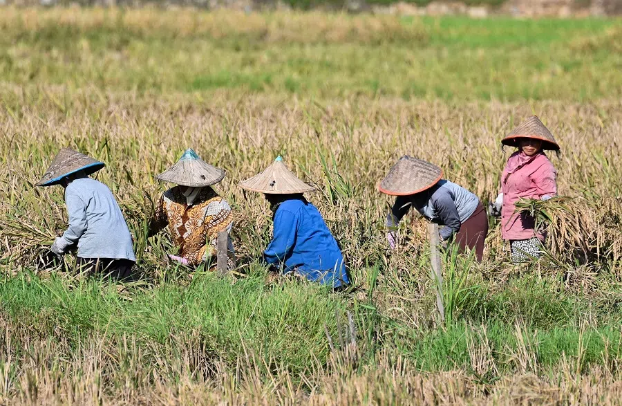 Farmers harvest at a paddy field in Indrapuri, Aceh province, Indonesia, on 24 April 2024. (Chaideer Mahyuddin/AFP)