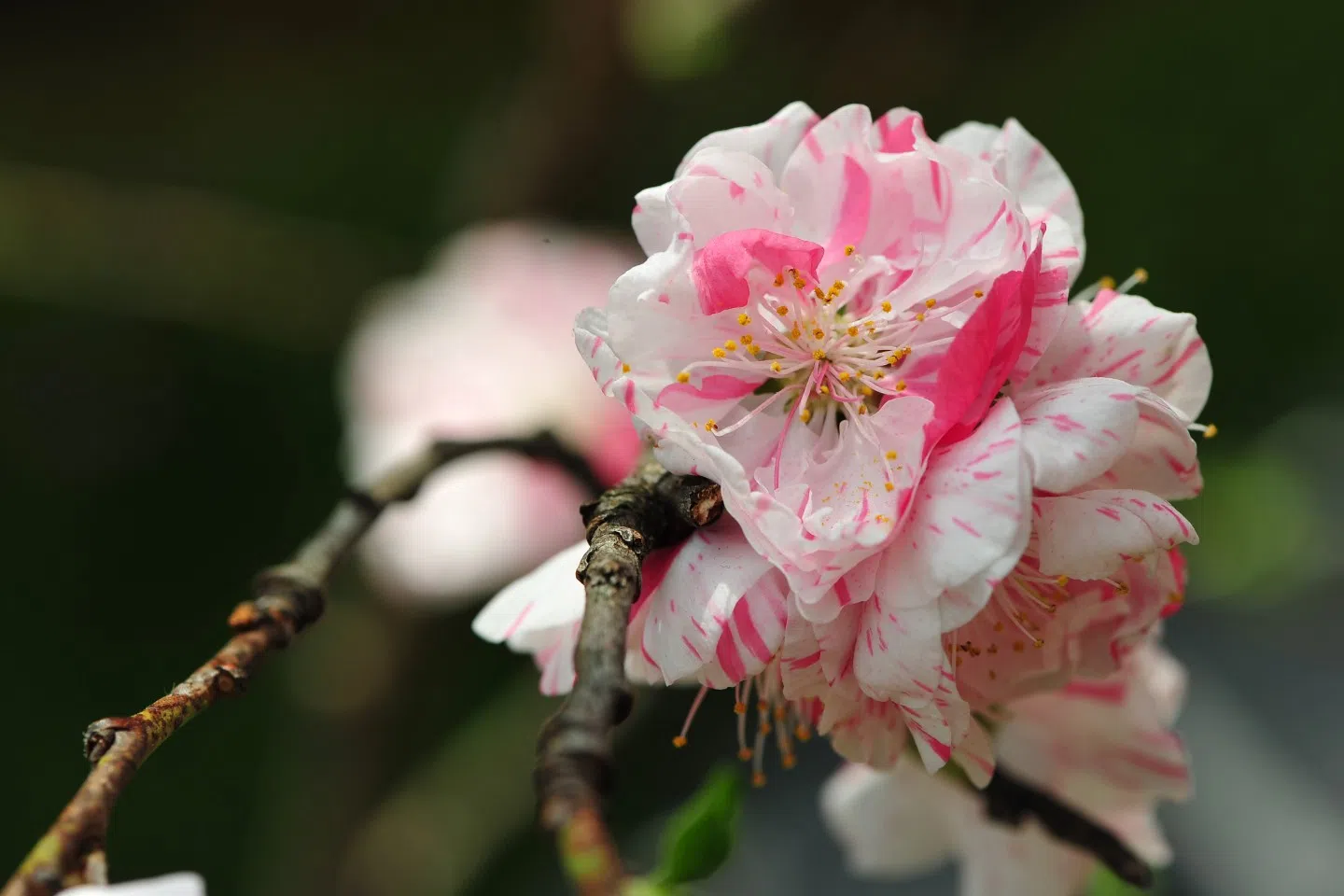 The wintersweet does not belong to the same plant species as the more vibrant and colourful plum flower, like the one shown in this photo. (SPH)