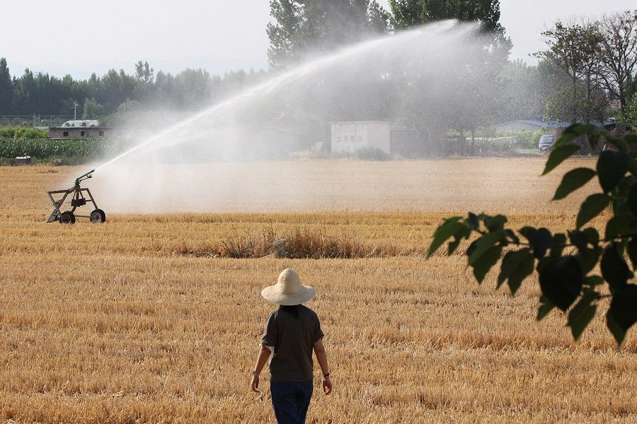 A sprinkler irrigates a corn field to mitigate the impact of drought brought by high temperatures, in Xiliangshi village of Boai county in Jiaozuo, Henan province, China, 20 June 2022. (China Daily via Reuters)