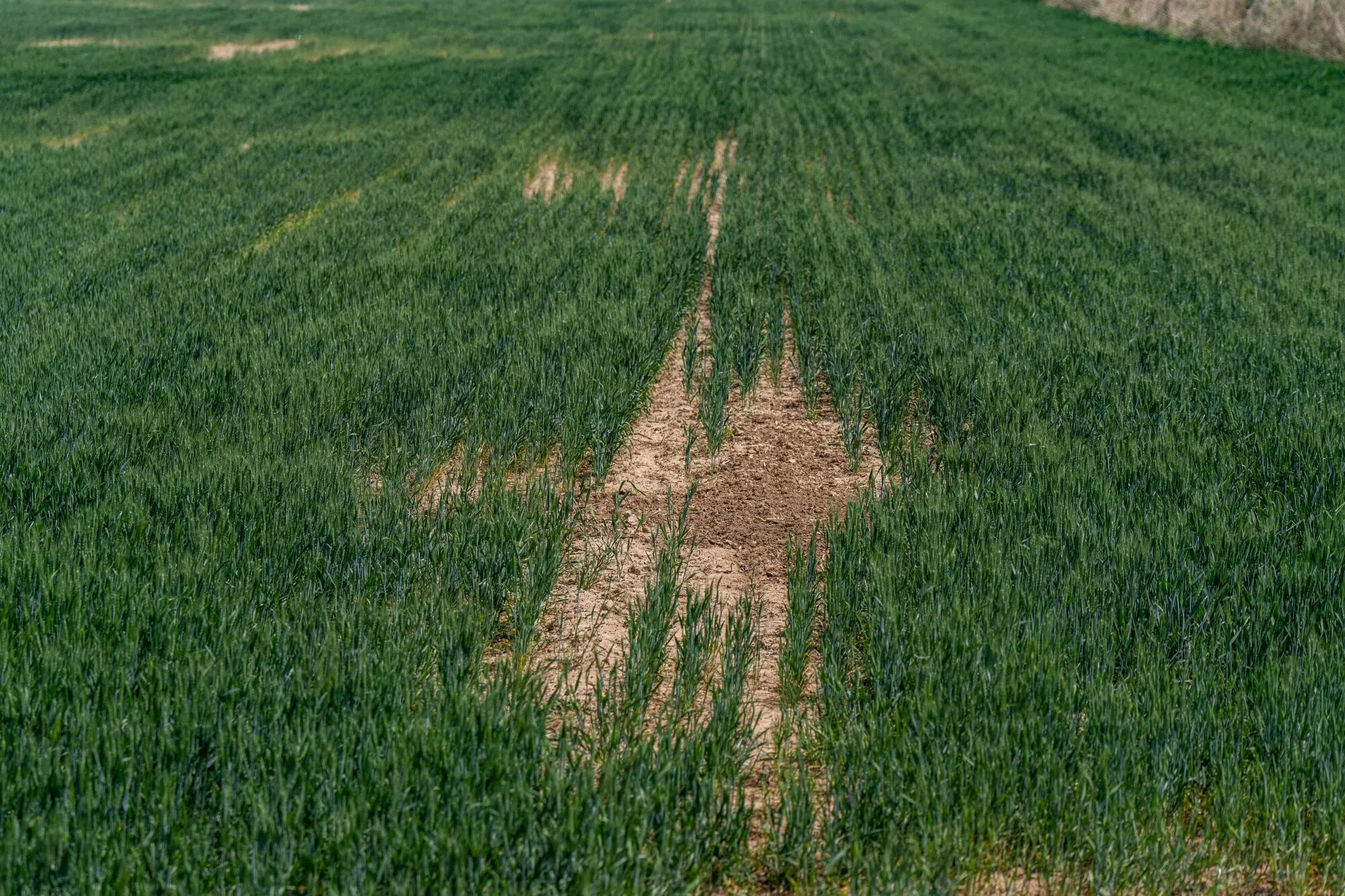 Rows of wheat in Nanliuhe village, Shandong province, China, on 7 May 2024. (Qilai Shen/Bloomberg)