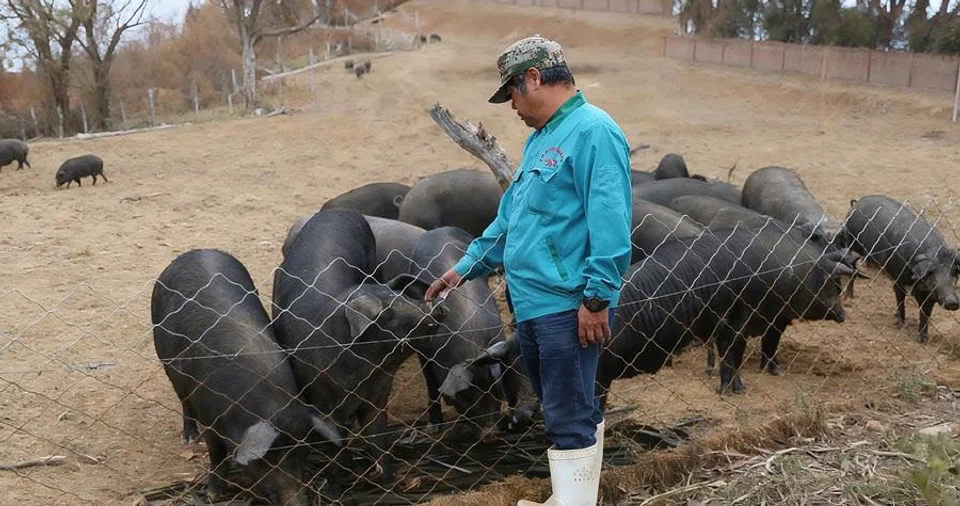 Ang Eng Guan has been running a pig farming business in Shandong’s Weifang for over 30 years. (Photo provided by interviewee)