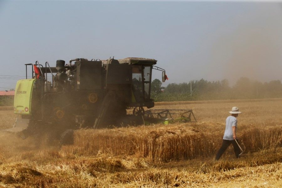 A farmer walks next to a harvester operating at a wheat field in Wei county of Handan, Hebei province, China, 11 June 2021. (Tingshu Wang/Reuters)