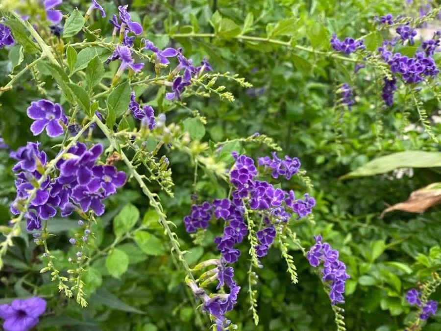 Golden dewdrop flowers. (Facebook/蔣勳)