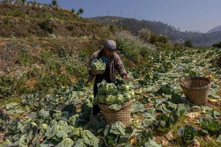 A farmer harvests cabbages at a farm in Atok, Benguet province, Philippines, on 31 March 2026. (Eloisa Lopez/Reuters)