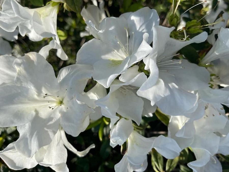 A cluster of white azaleas. (Facebook/蔣勳)