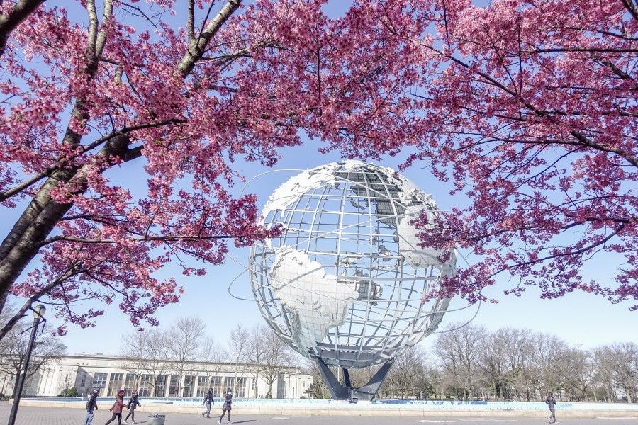 Cherry blossoms in Flushing Meadows Corona Park, New York, 16 March 2020. (Liao Pan/CNS)